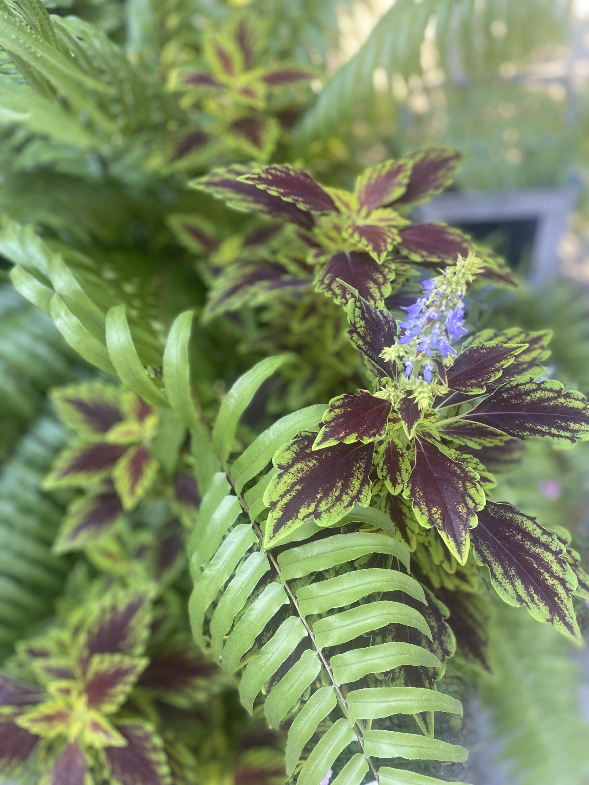 gallery-4 IMG 4950 Scaled