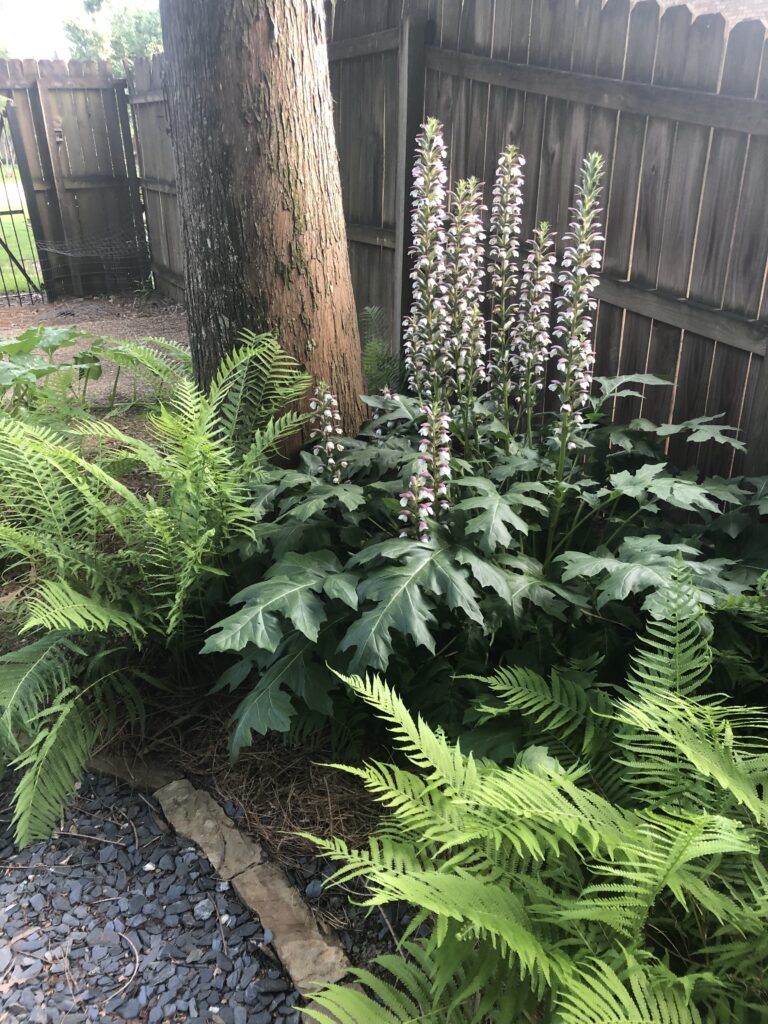 IMG_5199 IMG 5199 768x1024